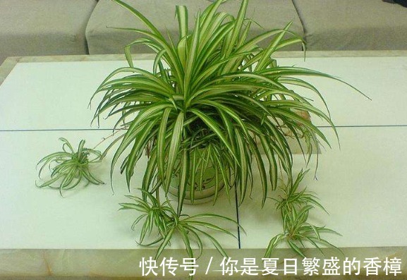 5种花自带“生根器”，如果遇到别客气，随手掐根枝，见土就成活