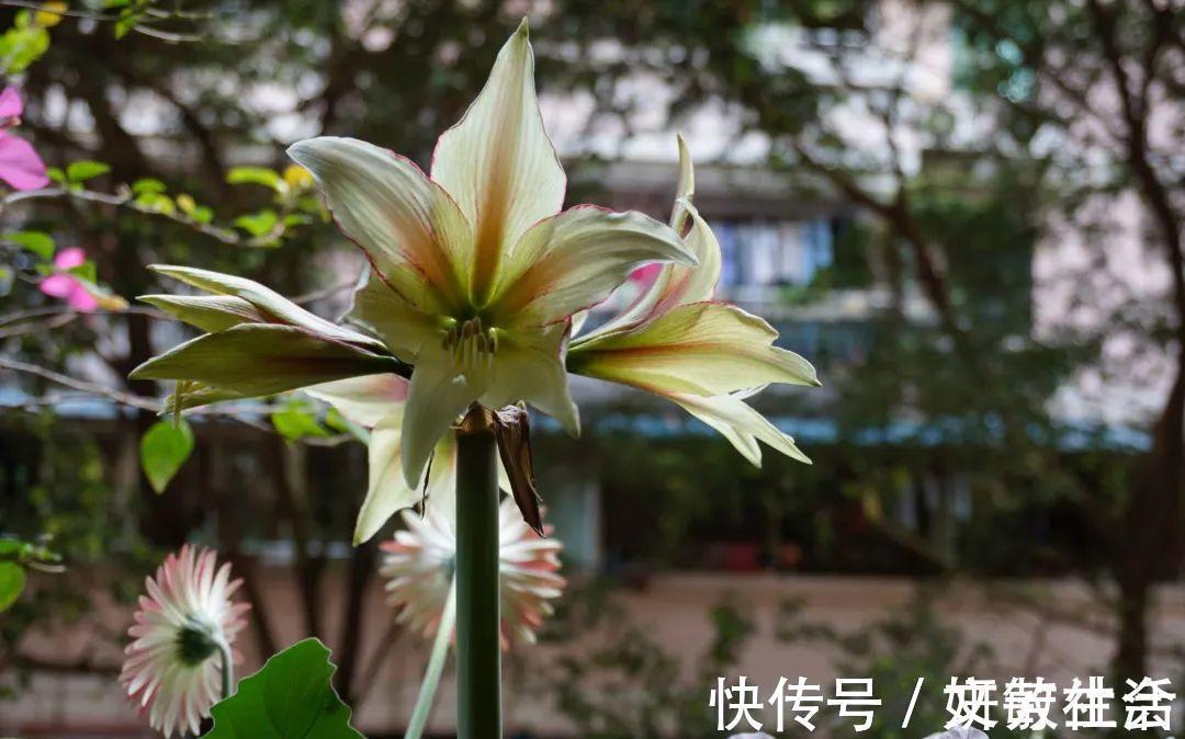 家里养盆朱顶红，开花个个比脸大，牛年养它“注定红”！