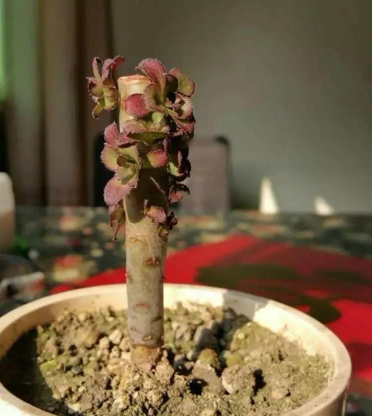 2招让多肉法师“大爆头”,变群生,变老桩,都有好办法