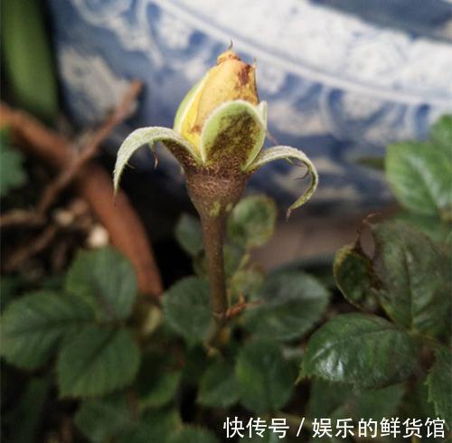 月季灰霉病,肥害,缺素症,缺铁性黄叶怎么救