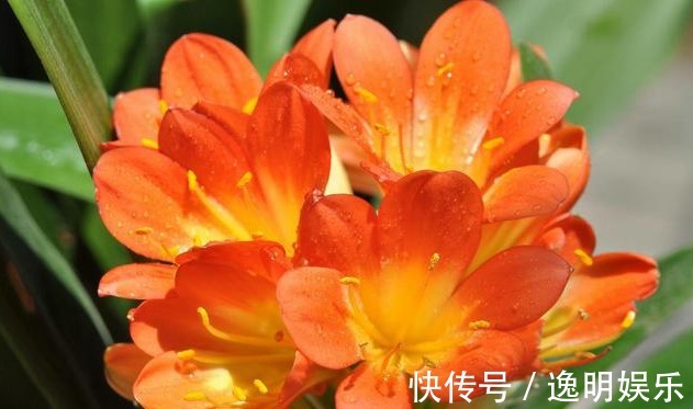 20cm|养君子兰，学会关键1招，叶片油绿，花开不停，一次开花几十朵！