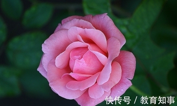 中国十大名花,代表着中国的精神文化内蕴,你都了解吗