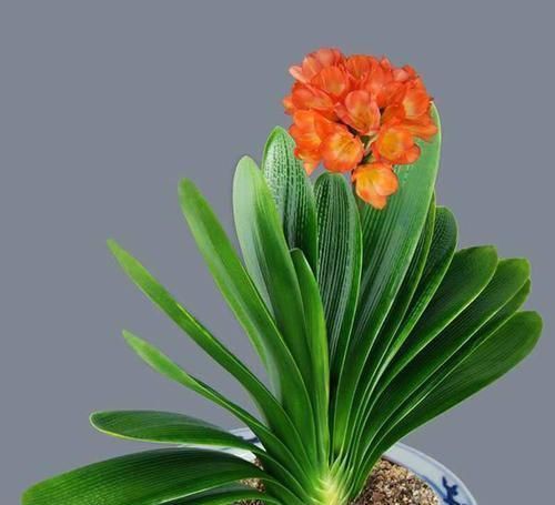 养“君子兰”坚持十年,总结出的养花秘籍,说的句句在理