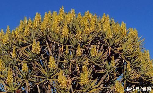 神奇!这个开花树居然可以长成这样震撼世人!真是太美了