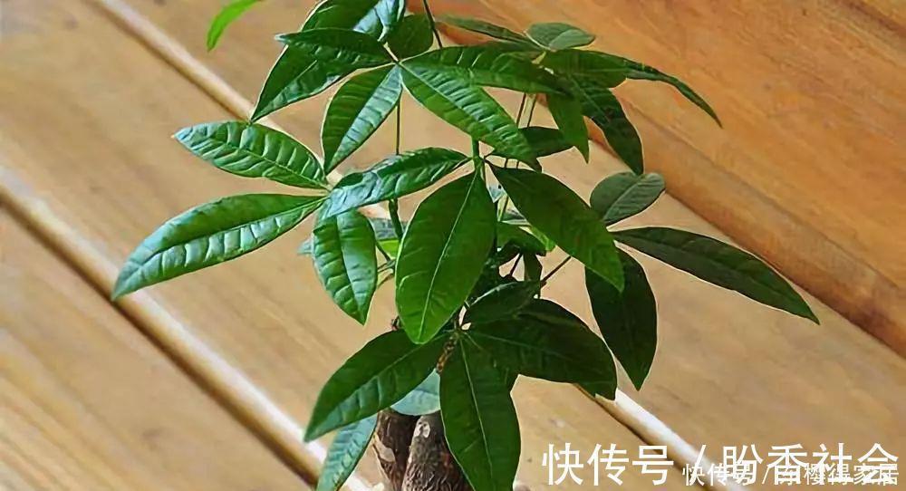 步步高|旺财又旺人的绿植,盘点8种超好寓意的盆花