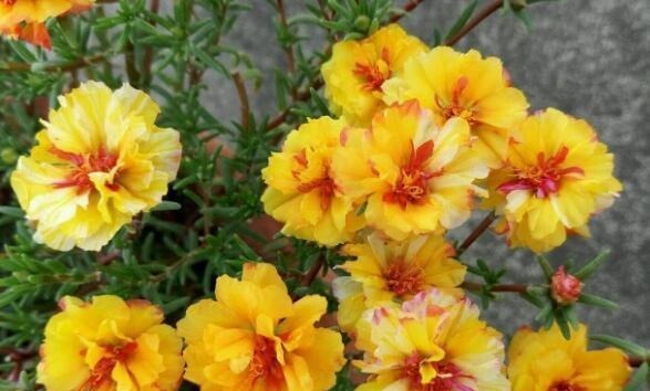 五种漂亮的花,可以趁热天繁殖小苗,温度高更利于生根