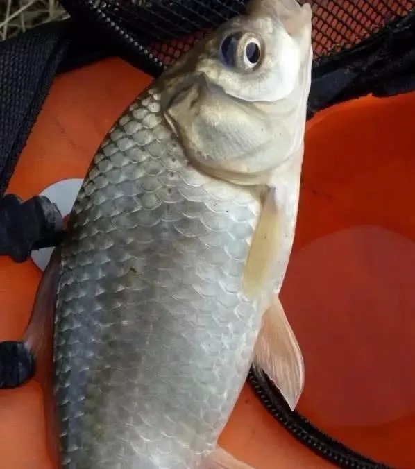 冬天选钓位，这3个地方一定要去，肥肥的大鲫鱼一窝一窝的！