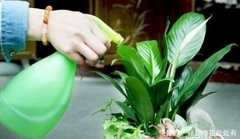 枝头|浇水前多做一件事，养花不烂根，花开满枝头，新手也会养