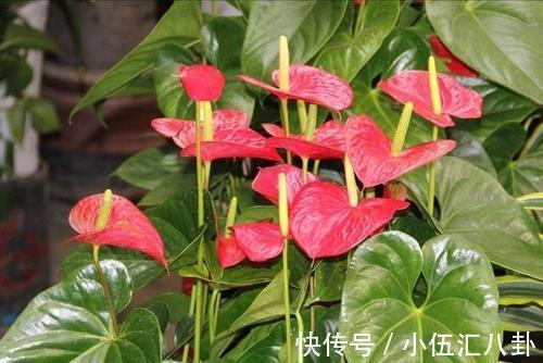 叶片|4种“四季花”,好养又漂亮,一年至少能开300天,值得拥有