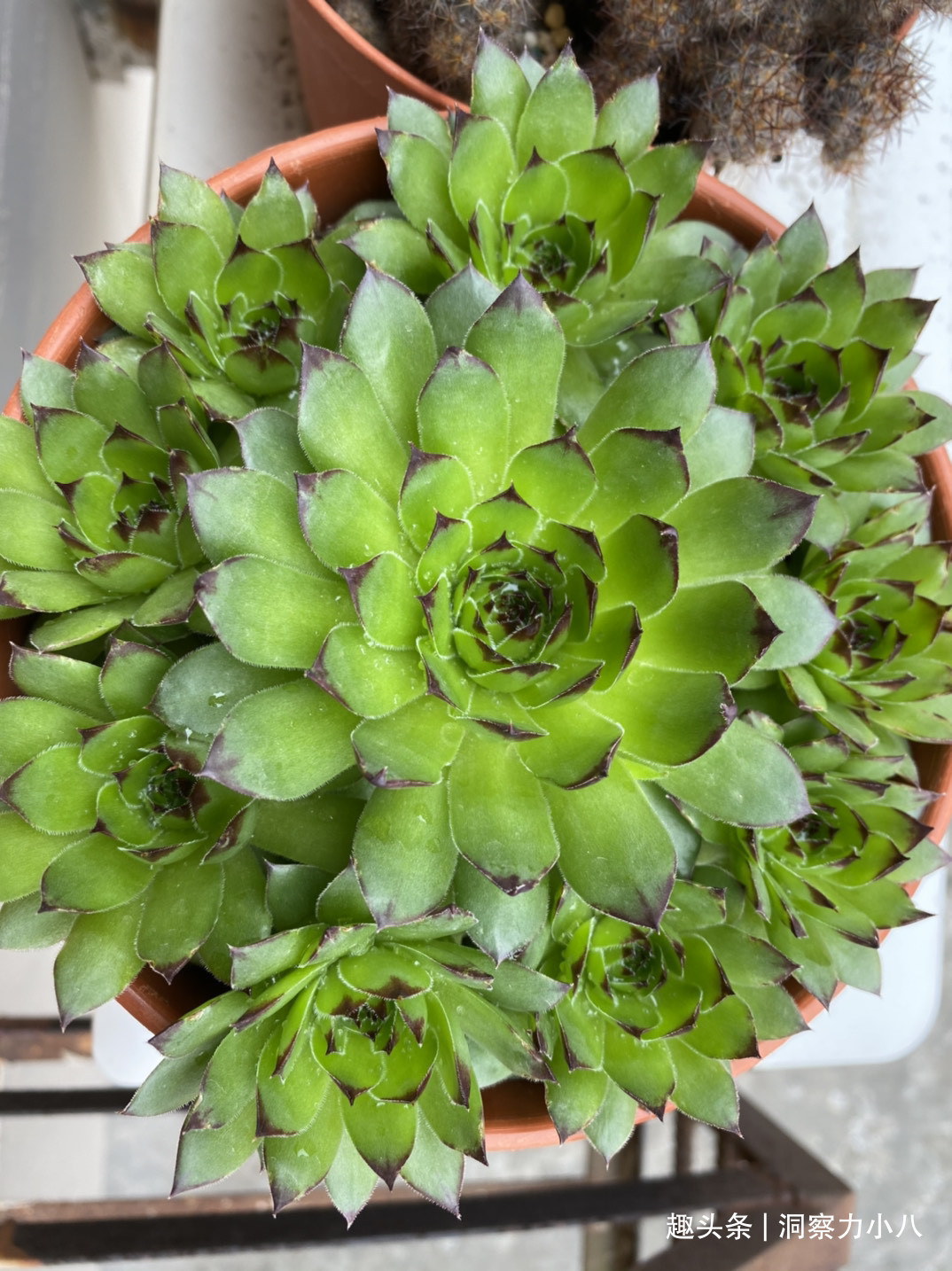 走下神坛的“三多肉”,叶色斑斓“易群生”,不出状态也很仙