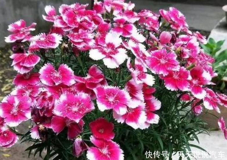 养花就养个花期长的，花大色艳，花开媲美玫瑰，花朵姿态万千，美