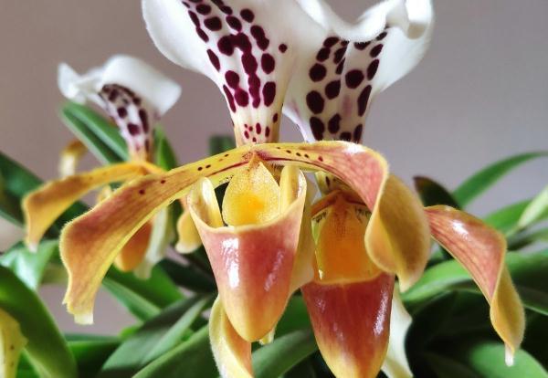 养花和性格息息相关，你是什么性格，就喜欢养什么花，你同意吗