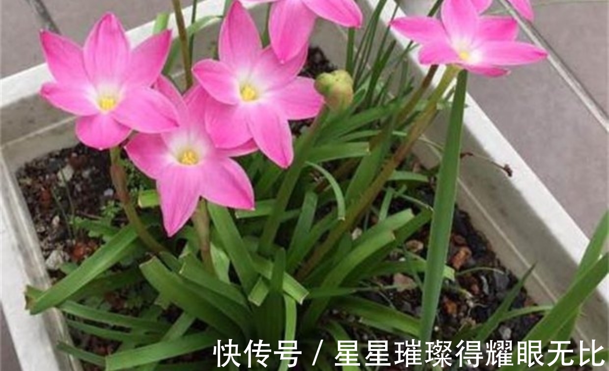 阳台养风雨兰,新人该怎么打理?想要多开花,就该抓住这6点