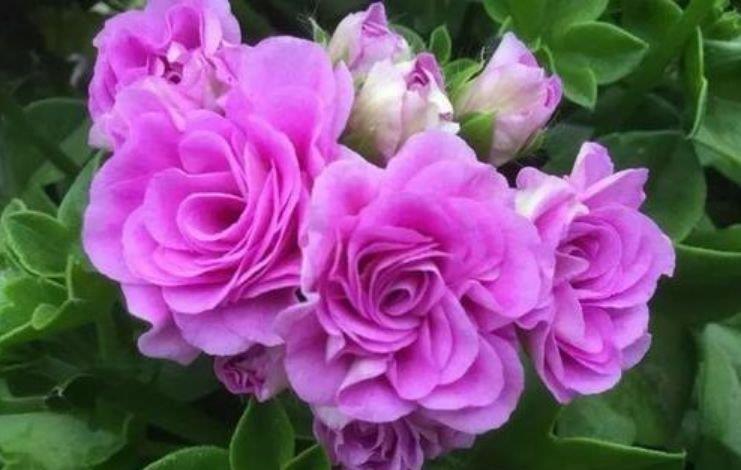 现在就养4种花,越热开花越多,花朵仙又美,全年开花不断