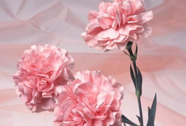 养好康乃馨,好好学“一招”,花朵一蹿就满枝,花开“别样红”