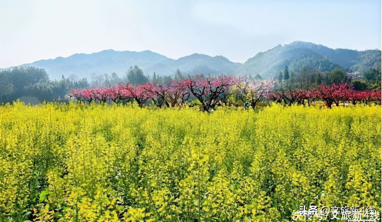 首站|春天来了！江西多地油菜花期提前