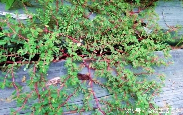 杂草|农村一种救命野草，以前被用来喂鸡，如今一斤28元，成稀罕货！