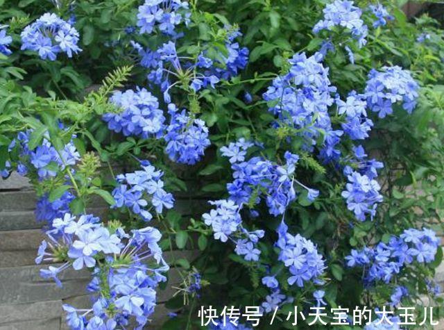 花卉|农历十月初四立冬后，养什么花？以下3种花，一帆风顺财源滚滚