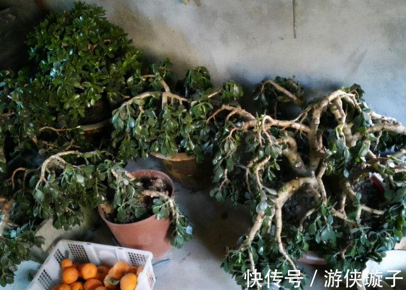 冬天养玉树,干养多晒更健壮,养成大腿粗的老桩,开满吉祥花