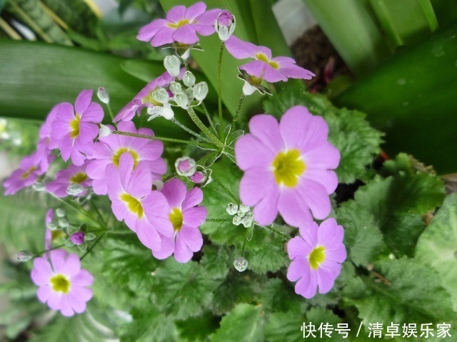 此花是恋人之间的花 是一年的开始 有相恋的味道 全网搜 此花是恋人之间的花 是一年的开始 有相恋的味道 全网搜