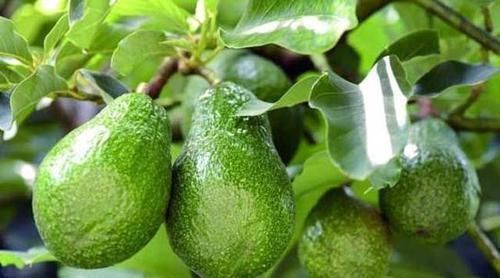 维生素b|女性过了30岁，要多吃此食物，营养丰富，补血补气，人越来越年轻