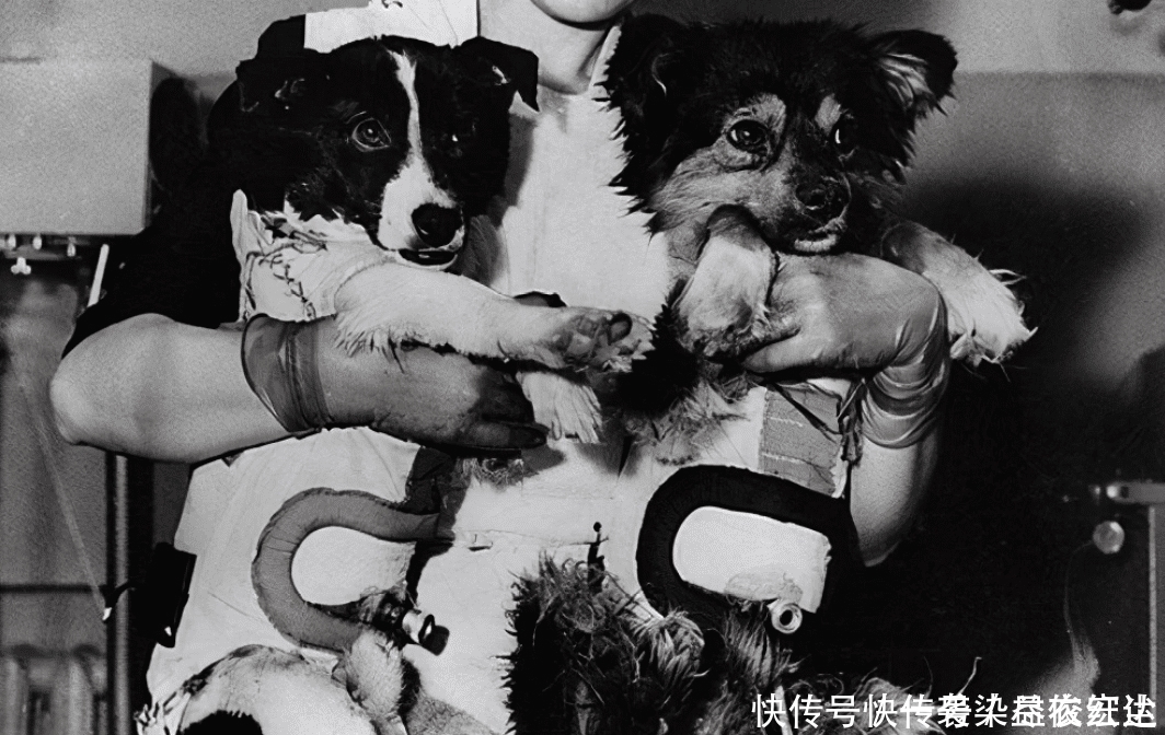 人类 苏联曾把一只三岁小狗送进太空,63年了,如今还在地球轨道流浪