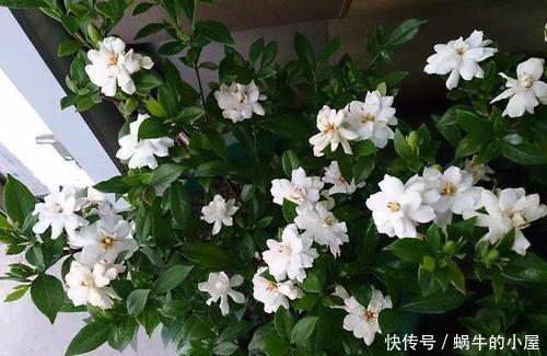 种花|4种花,赶紧“丢出去”,晒得越狠开花越多,不然今年没花赏