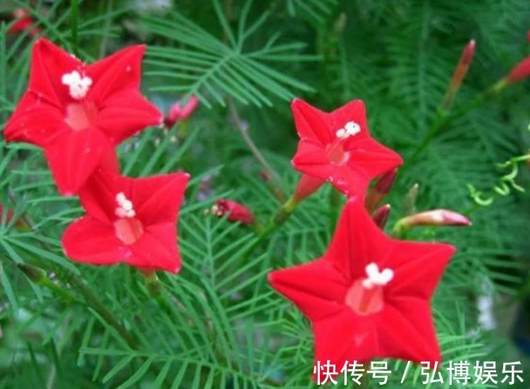 木槿|4种花是花中“大美女”,开花美长势旺,黄绿交辉,内敛美