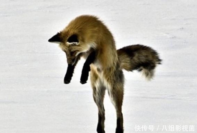 老朋友|《聊斋志异》：狐狸化身老人，和道士交朋友，帮他逃过一次劫难