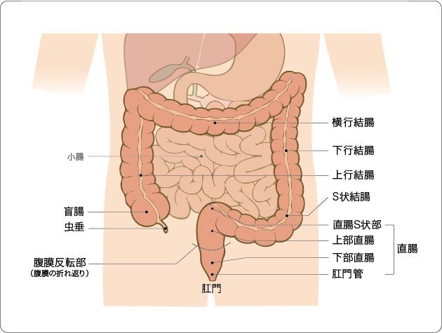 大肠|大肠癌（结肠癌·直肠癌）概要、症状、组织学分类