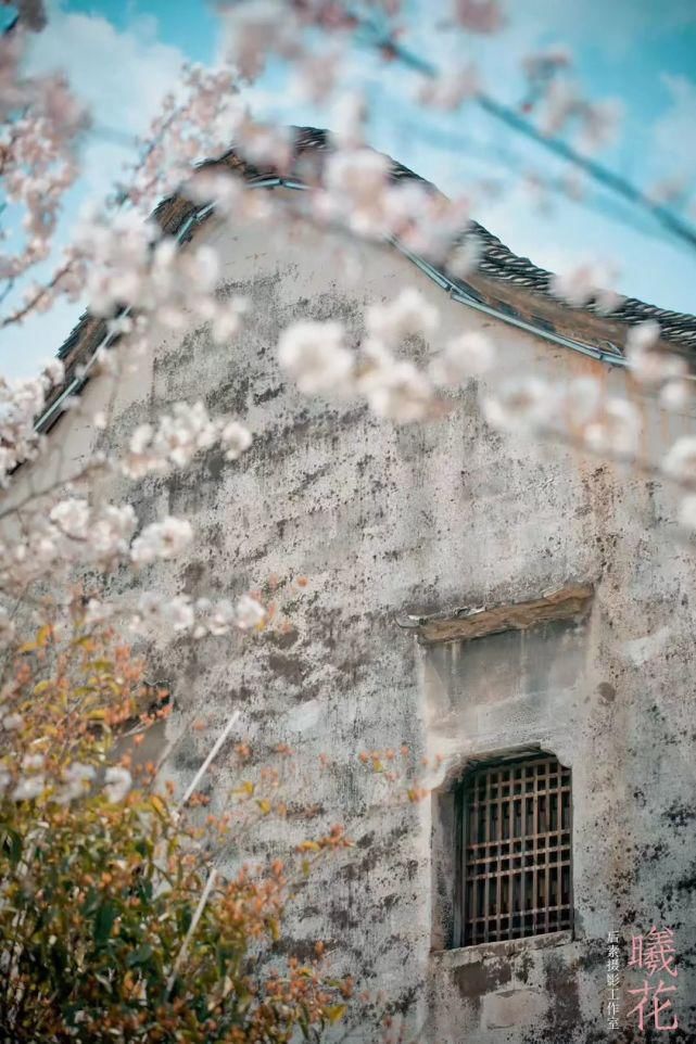 老年|春风拂面百花开 浦江“私藏”了整个春天