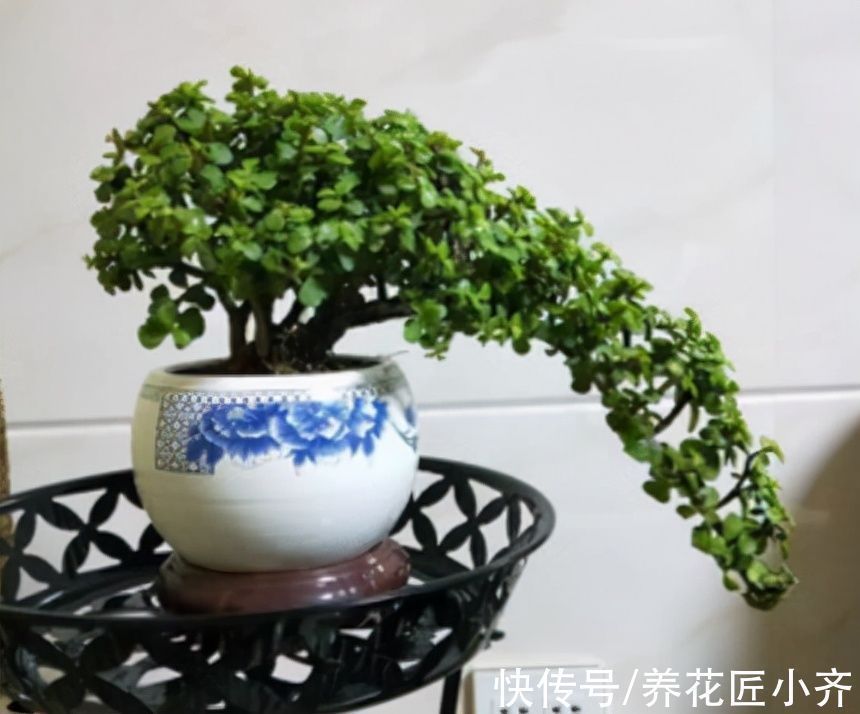 盆景|新手想玩盆景？可以试试4种植物，生长快速易成型，新手难养死