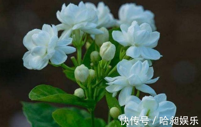 花草匠|“茉莉花”开花少消除“3个”隐患,花苞不断冒,开花爆满枝