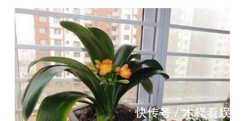 养花|用筷子戳个洞,滴上几滴“它”,“4种花”超喜欢,蹭蹭长不停!