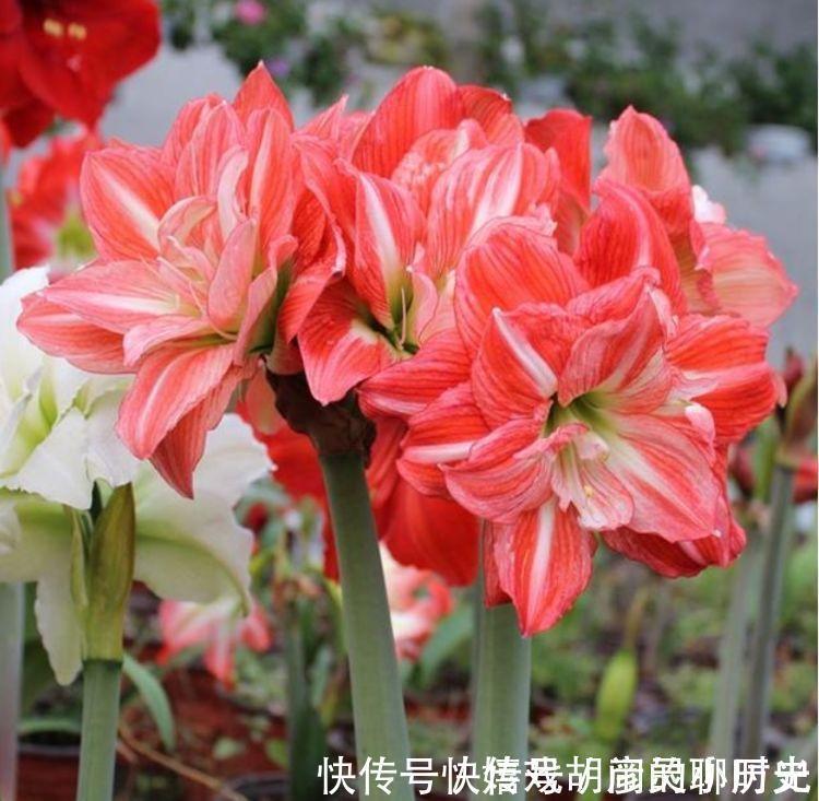 朱顶红|家里养上4种花,直接变成小花园,开花又大又艳,比牡丹美