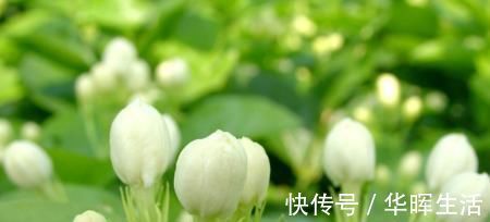 养茉莉花,这一步很多人都出错,难怪养一盆死一盆