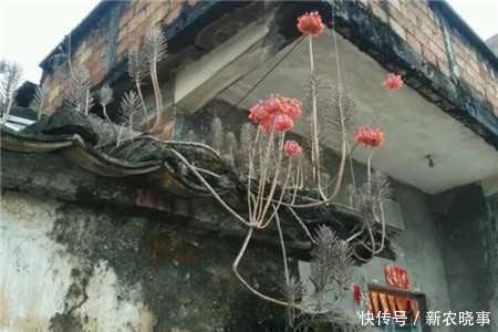 4种多肉,靠天吃饭,农村房顶上也能活,一盆能养20年