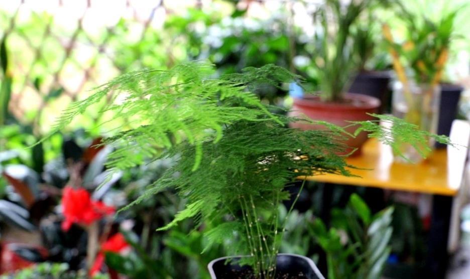 阳光|7月养8种花，最怕太阳晒，远离阳光，不然容易黄叶枯萎