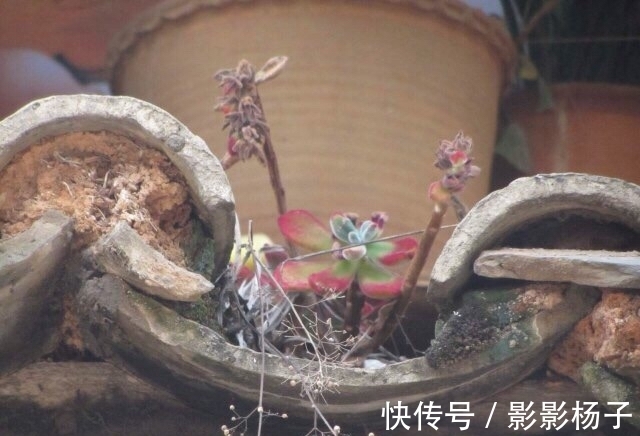 肉友把不要的多肉扔到屋顶,最后被惊艳到了,颗颗饱满圆润