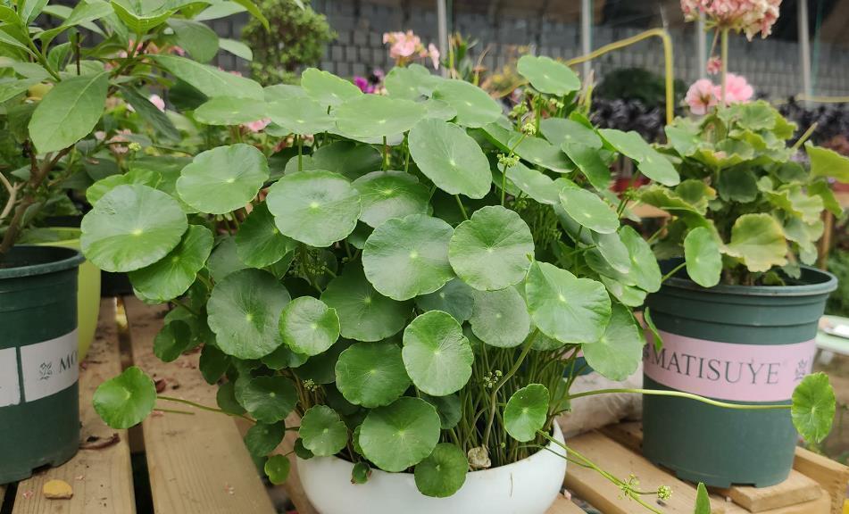 喜水|4种花嗜水如命，一次也不能缺水，不然就黄叶，看看你家有吗