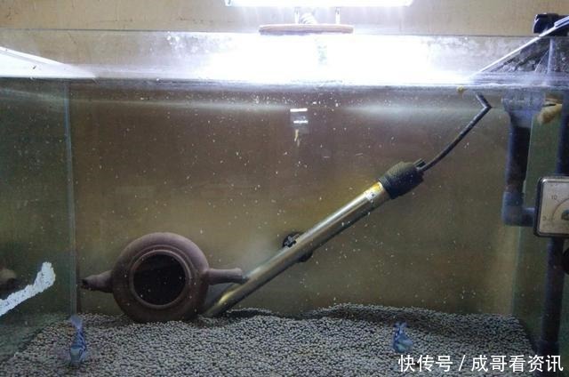 不行|为什么迷你鹦鹉鱼成为公认的爆缸冠军,而其他观赏鱼就不行