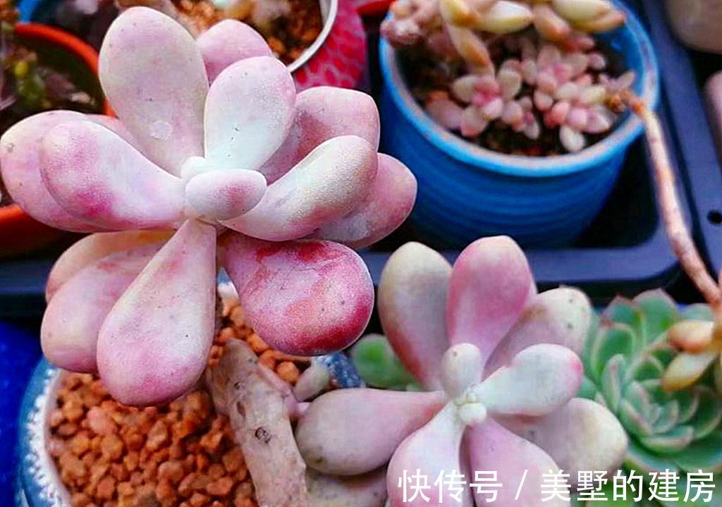6种多肉热度下降,因为有的品种不好养,很难长成我们想象的样子