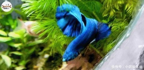 鱼池|这个人挺聪明,用轮胎和桌布改造成精美鱼池,为啥我就想不到!