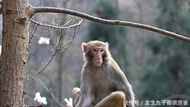 农历|属猴人：以下4个月份出生的“申猴人”天生上等命，看看你家有吗