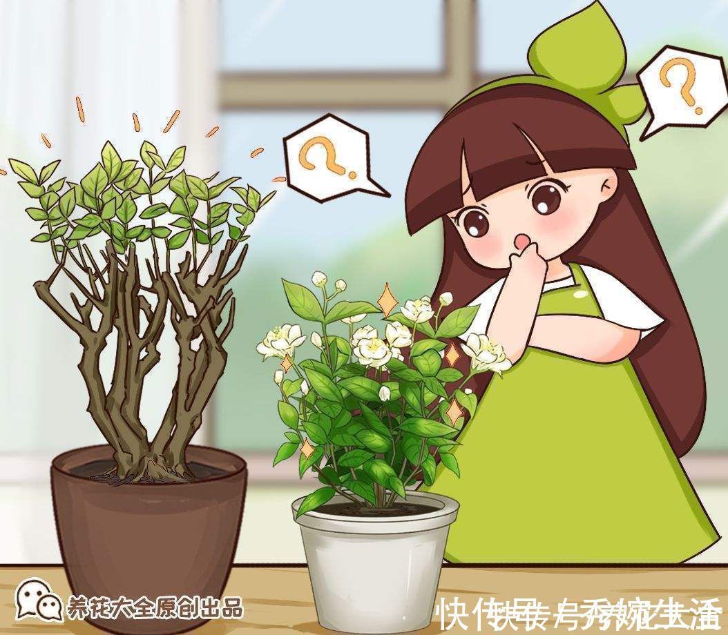 茉莉花|茉莉黄叶落叶怎么办？教你轻松养茉莉，重新繁茂