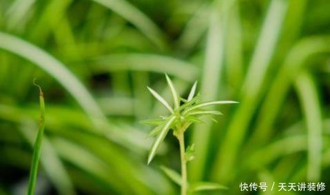 室内的文竹、吊兰和绿萝黄叶了,用这招轻松搞定,叶子绿油油