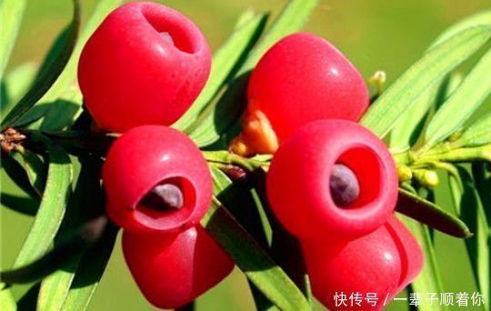 泡酒|女性年过40显老，常吃3种食物，养肝护肝，呵护皮肤，排毒养颜