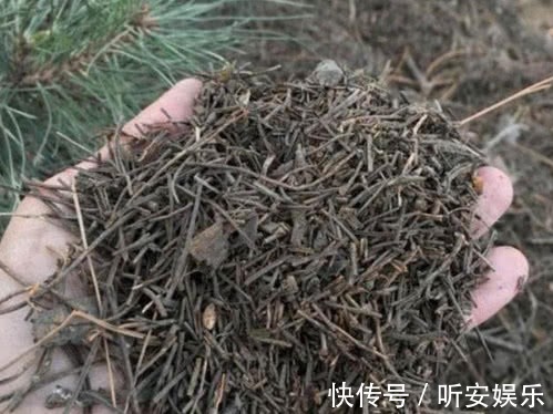 养花“3种”黄金土壤,不黄叶、不烂根,蹭蹭长爆盆,一学就会