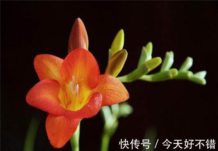 养花试试这几款，花色清新淡雅，养在家中，可以让家中高雅温馨