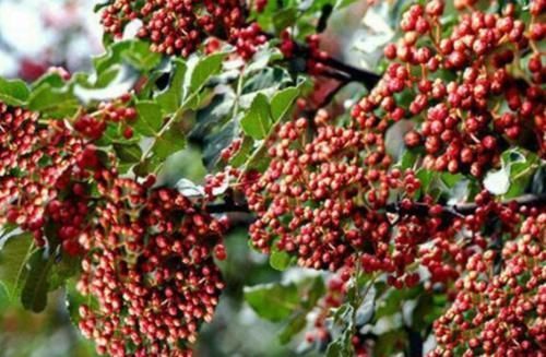 脚气|花椒加一物泡脚,体内湿气没了,皮肤细腻,卵巢更健康!